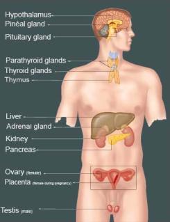 sensitive oprgans and glands